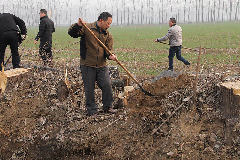 博農(nóng)集團(tuán)領(lǐng)導(dǎo)、基層黨政負(fù)責(zé)人等同志積極參加植樹(shù)活動(dòng)